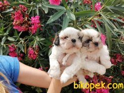 Satılık Shihtzu Yavruları 1