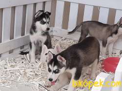 Satılık SİBİRYA HUSKY YAVRULARI 2