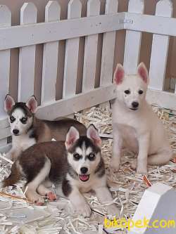Satılık SİBİRYA HUSKY YAVRULARI 3