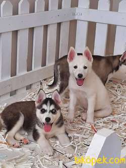 Satılık SİBİRYA HUSKY YAVRULARI 1