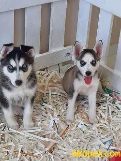 Satılık SİBİRYA HUSKY YAVRULARI 4