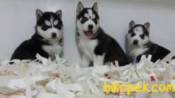 Satılık Sibirya Husky Yavrulari 3