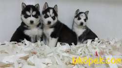 Satılık Sibirya Husky Yavrulari 1