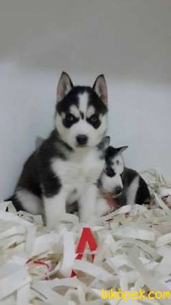 Satılık Sibirya Husky Yavrulari 1