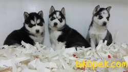 Satılık Sibirya Husky Yavrulari 3