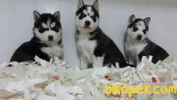 Satılık Sibirya Husky Yavrulari 2