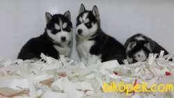 Satılık Sibirya Husky Yavrulari 5