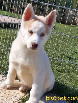 SATILIK SİBİRYA HUSKY YAVRULARI 4