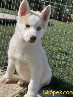 SATILIK SİBİRYA HUSKY YAVRULARI 2