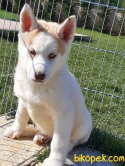 SATILIK SİBİRYA HUSKY YAVRULARI 1
