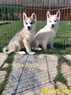 SATILIK SİBİRYA HUSKY YAVRULARI 3