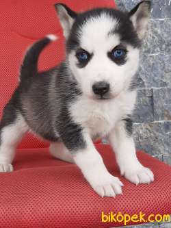 SATILIK SİBİRYA HUSKY YAVRULARI 2