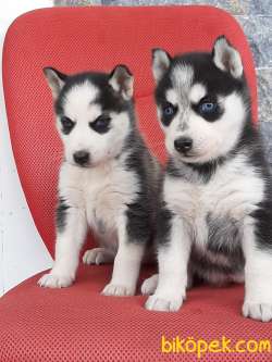 SATILIK SİBİRYA HUSKY YAVRULARI 1