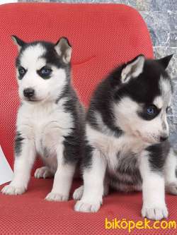 SATILIK SİBİRYA HUSKY YAVRULARI 4