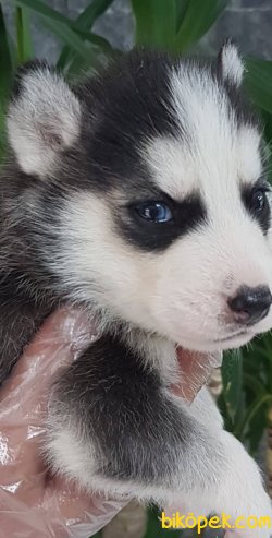 Satilik Sibirya Husky Yavrumuz 1