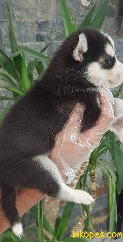 Satilik Sibirya Husky Yavrumuz 3