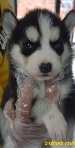 Satilik Sibirya Husky Yavrumuz 5