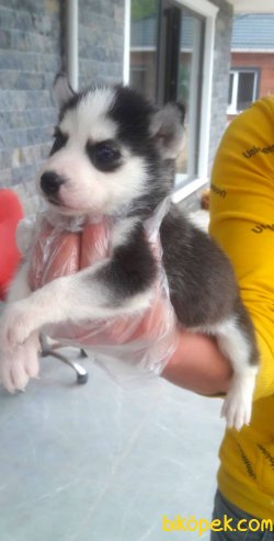 Satilik Sibirya Husky Yavrumuz 2