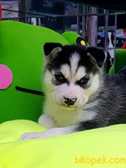 Satılık Sıbırya Kurdu Husky Yavruları 3