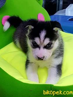 Satılık Sıbırya Kurdu Husky Yavruları 4