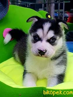 Satılık Sıbırya Kurdu Husky Yavruları 1