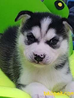 Satılık Sıbırya Kurdu Husky Yavruları 2