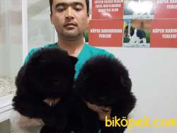 Satilik Siyah Chow Chow Yavrulari 1