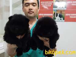 Satilik Siyah Chow Chow Yavrulari 2