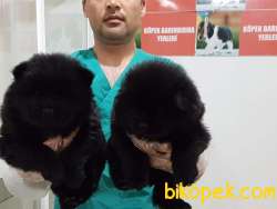 Satilik Siyah Chow Chow Yavrulari 3