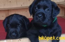 Satilik Siyah Labrador Retriever Yavrulari 4