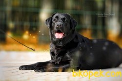 Satilik Siyah Labrador Retriever Yavrulari 1