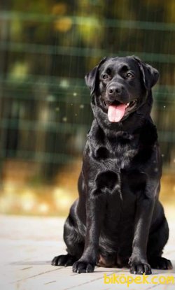 Satilik Siyah Labrador Retriever Yavrulari 5