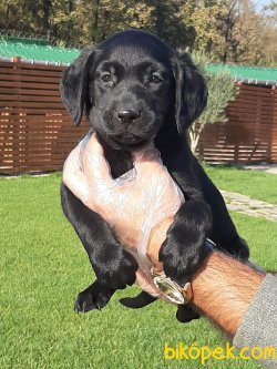 SATILIK SIYAH LABRADOR RETRIEVER YAVRULARI 5