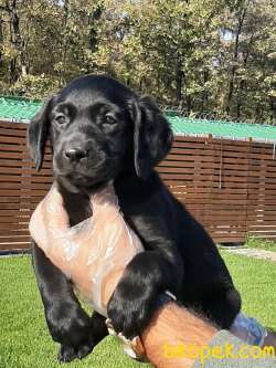 SATILIK SIYAH LABRADOR RETRIEVER YAVRULARIMIZ 5