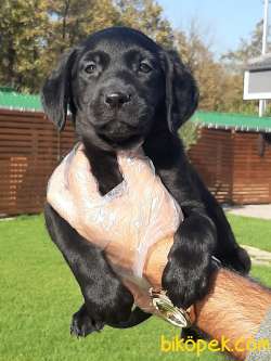 SATILIK SIYAH LABRADOR RETRIEVER YAVRULARIMIZ 2