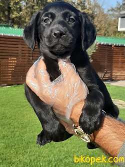 SATILIK SIYAH LABRADOR RETRIEVER YAVRULARIMIZ 3