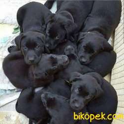 SATILIK SIYAH LABRADOR RETRIEVER YAVRULARIMIZ 1