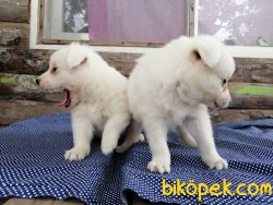 Satılık Spitz Yavruları 1