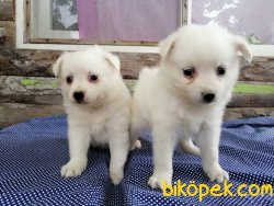 Satılık Spitz Yavruları 5