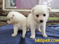 Satılık Spitz Yavruları 4