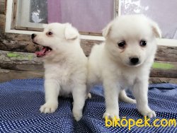 Satılık Spitz Yavruları 3