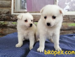 Satılık Spitz Yavruları 2