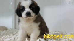 SATILIK ST BERNARD YAVRULARI 2