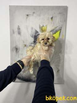 SATILIK SÜPER KALİTE MALTİPOO YAVRULARI 2
