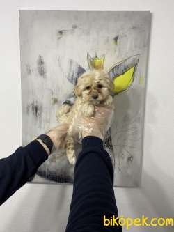 SATILIK SÜPER KALİTE MALTİPOO YAVRULARI 1