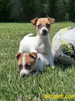 SATILIK TEA CUP JACK RESSUL TERRIER YAVRULARIMIZ 4