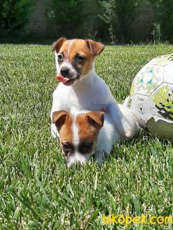 SATILIK TEA CUP JACK RESSUL TERRIER YAVRULARIMIZ 3