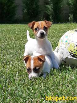 SATILIK TEA CUP JACK RESSUL TERRIER YAVRULARIMIZ 1