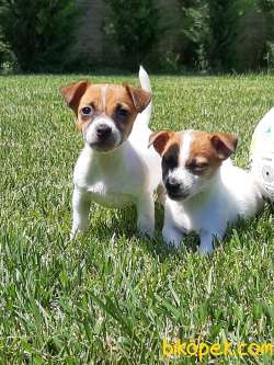 SATILIK TEA CUP JACK RESSUL TERRIER YAVRULARIMIZ 5