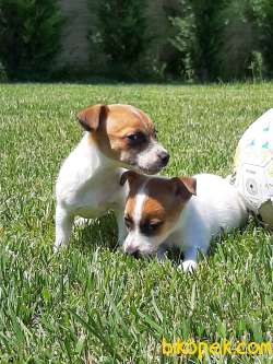 SATILIK TEA CUP JACK RESSUL TERRIER YAVRULARIMIZ 2